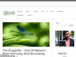 Sites similar to dragonfly-site.com