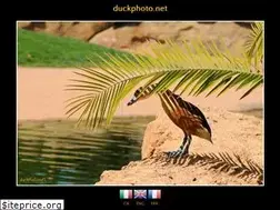 Sites similar to duckphoto.net