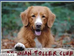 Sites similar to ducktollingretriever.be