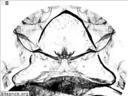 Sites similar to duderonomyband.com