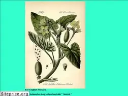 Sites similar to ecballium.com
