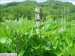 Sites similar to echigoyakuso.co.jp