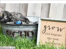 Sites similar to echoshilohs.com