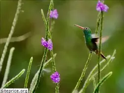 Sites similar to ecoevoblog.com