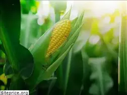 Sites similar to ecogreenbiode.com