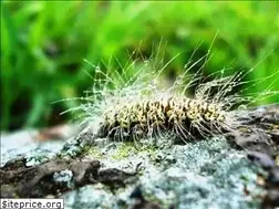 Sites similar to ecologiagto.mx
