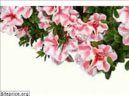Sites similar to encoreazalea.com