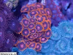 Sites similar to engineersreef.com