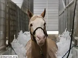 Sites similar to equicare.com