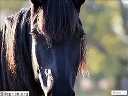 Sites similar to equineguidedgrowth.com