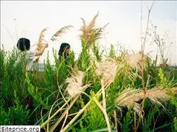 Sites similar to estudiosauvage.com