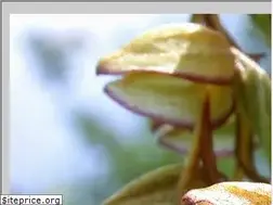 Sites similar to europorchid.de