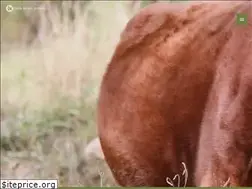 Sites similar to farmanimalrescue.org.au