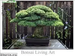 Sites similar to fatcatbonsai.com