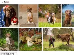 Sites similar to fatdogfoto.com
