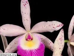Sites similar to flos.org