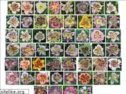 Sites similar to flourishingdaylilies.com
