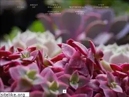Sites similar to flourishsucculents.com