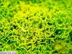 Sites similar to fluffyspiders.de