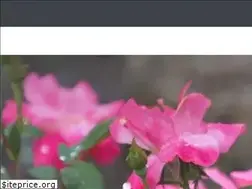 Sites similar to forestlakegreenhouses.com