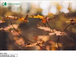 Sites similar to forestryengland.uk