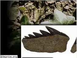Sites similar to fossils.ch