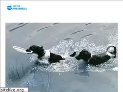 Sites similar to fourlegsanimalhospital.com