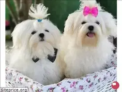 Sites similar to freedogkennel.com