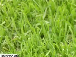Sites similar to friscolawnco.com