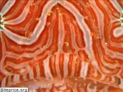 Sites similar to frogfish.jp