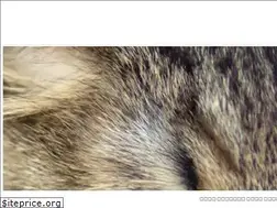 Sites similar to fussiecat.com