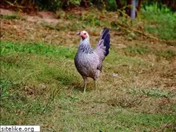 Sites similar to gamefowl.com