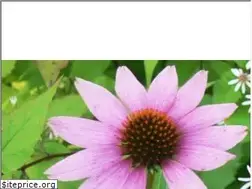 Sites similar to gartenstauden.de