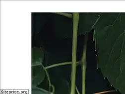 Sites similar to gaura.jp