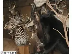 Sites similar to gawildlifetaxidermy.com