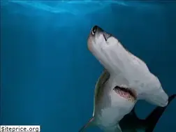 Sites similar to georgiaaquarium.com