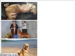 Sites similar to geronimokennels.com