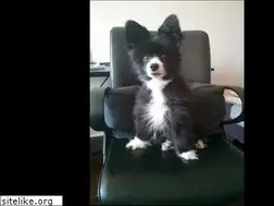 Sites similar to gizmo.ws