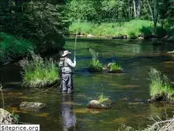 Sites similar to goflyfish.cz