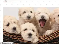 Sites similar to gojohpet.co.jp
