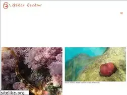 Sites similar to gokcecoskun.com