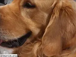 Sites similar to golden-retriever.com.pl