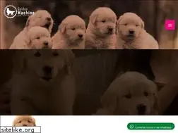 Sites similar to goldenmachine.com.br