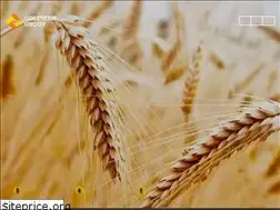 Sites similar to goldmangroup.ru