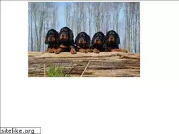 Sites similar to gordonsetter.nl