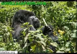 Sites similar to gorillasafaris.com