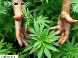 Sites similar to grogenex.com