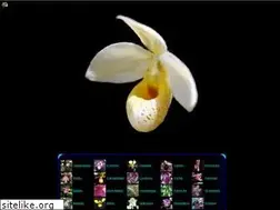 Sites similar to ground-orchids.de