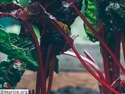 Sites similar to growcookeat.com