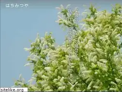 Sites similar to hachimituya.jp